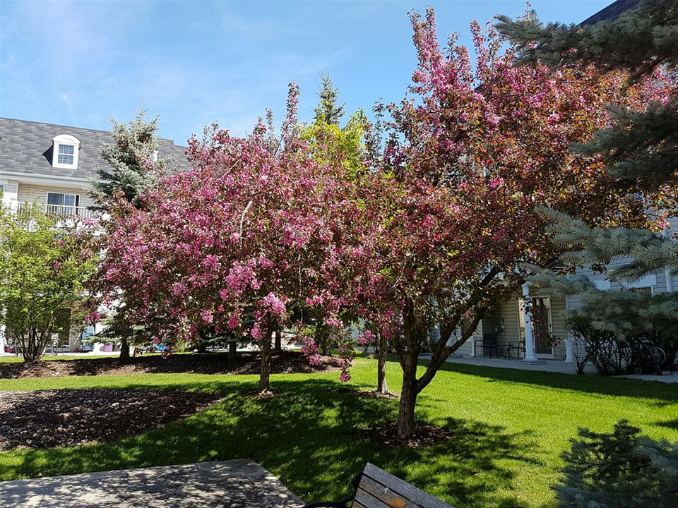 Courtyard in summer